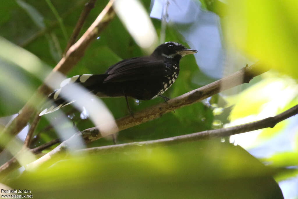 Black Thicket Fantail male adult