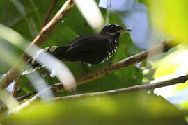 Black Thicket Fantail