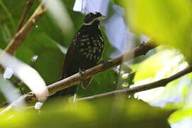 Black Thicket Fantail