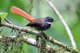 Rhipidure rougequeue