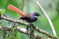Rhipidure rougequeue