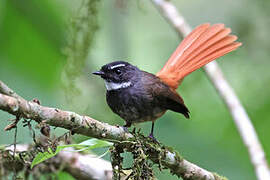 Rhipidure rougequeue