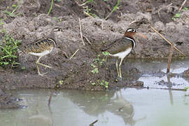 Greater Painted-snipe