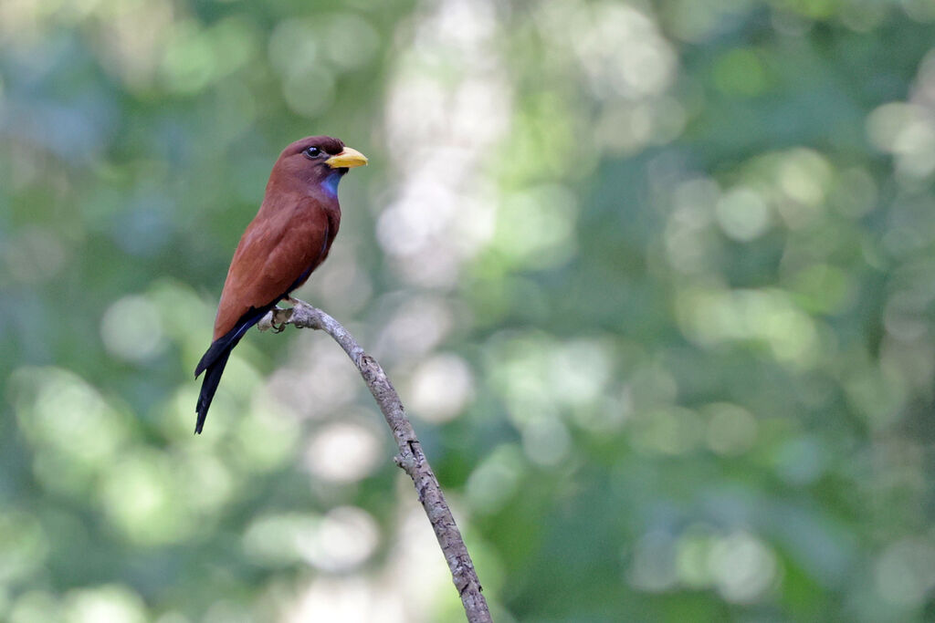 Blue-throated Rolleradult