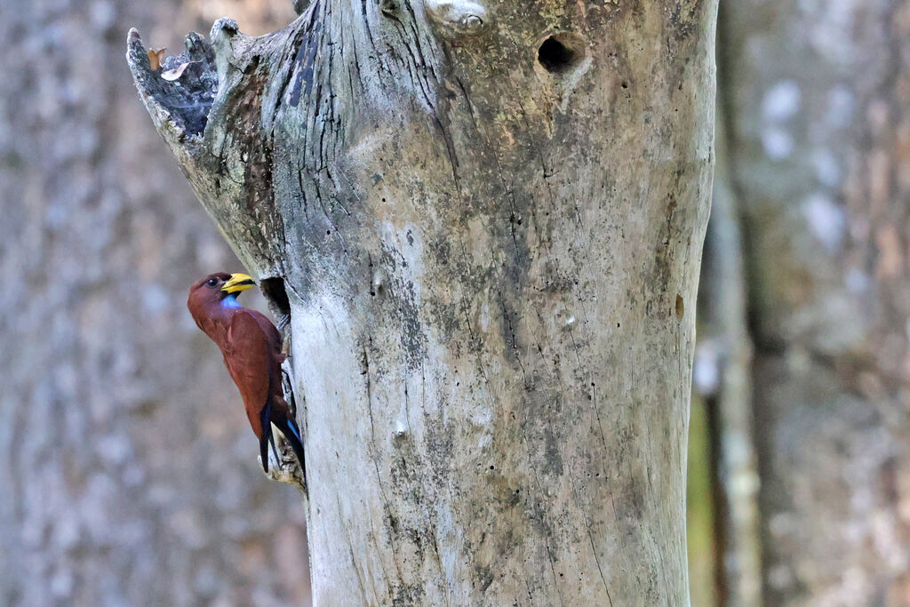 Blue-throated Rolleradult, Reproduction-nesting