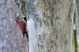 Blue-throated Roller