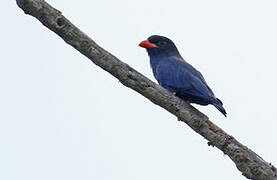 Azure Dollarbird