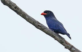 Azure Dollarbird