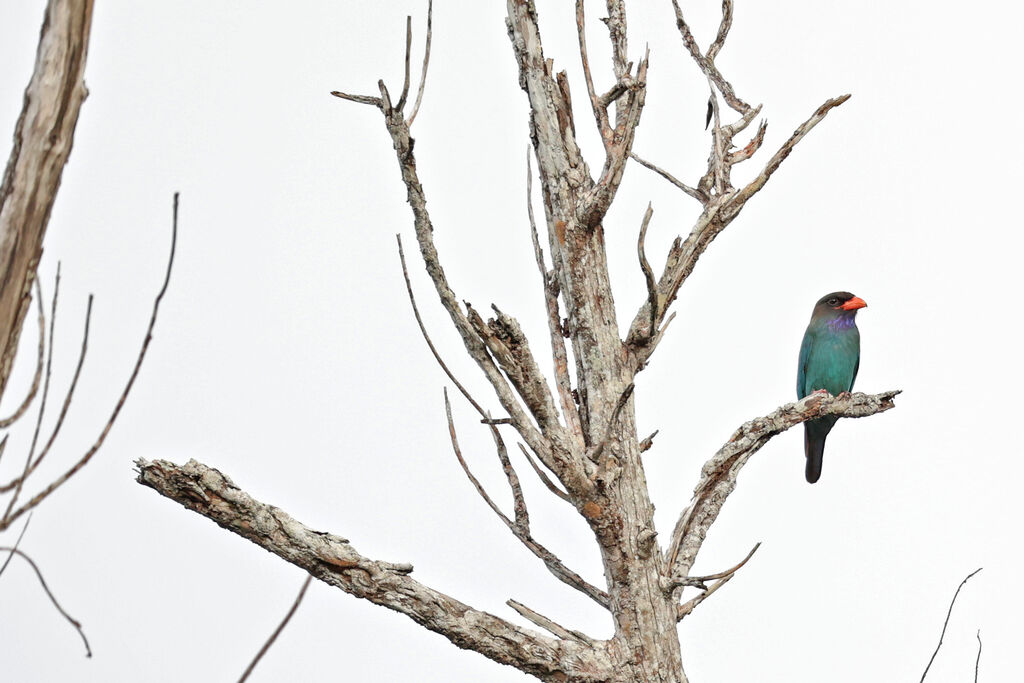 Oriental Dollarbird