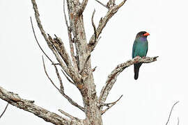 Oriental Dollarbird