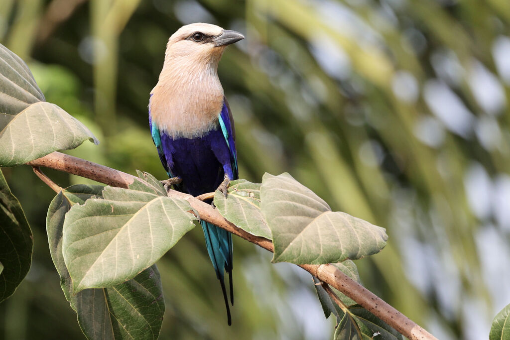 Blue-bellied Rolleradult