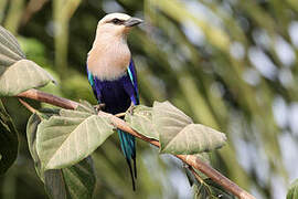 Blue-bellied Roller