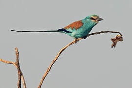 Abyssinian Roller