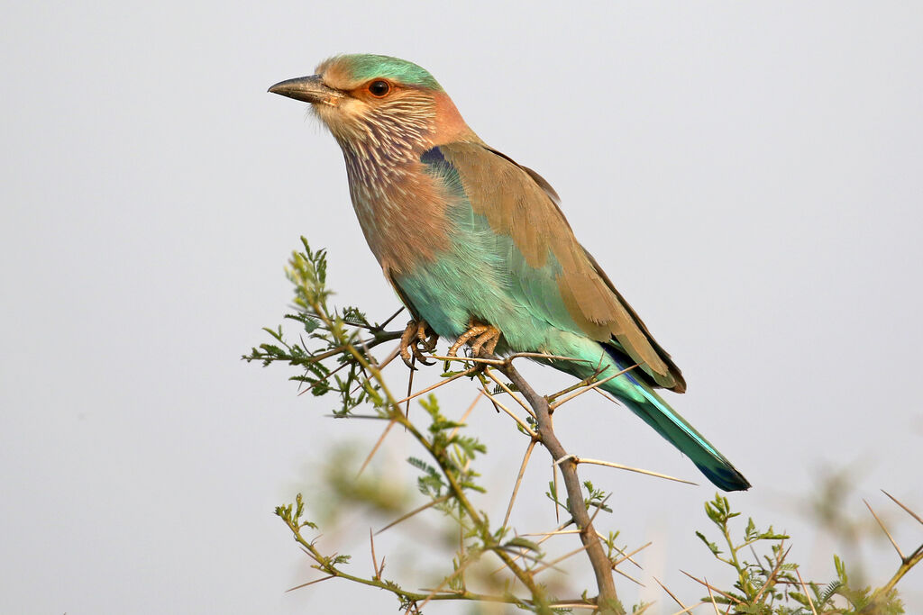 Indian Roller