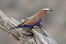 Purple Roller