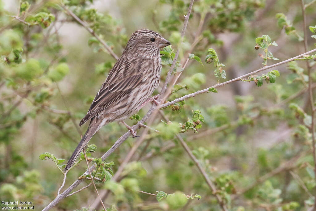 Roselin à dos rouge femelle adulte nuptial, identification