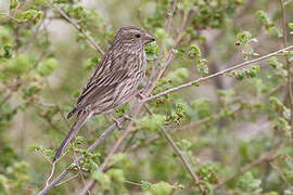 Red-mantled Rosefinch