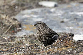 Red-fronted Rosefinch