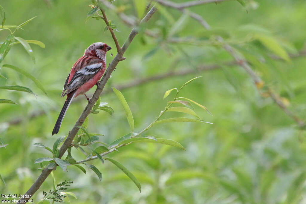 Long-tailed Rosefinchadult breeding, identification