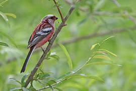 Siberian Long-tailed Rosefinch