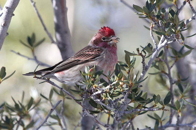 Cassin's Finch male adult