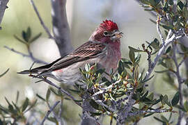 Cassin's Finch