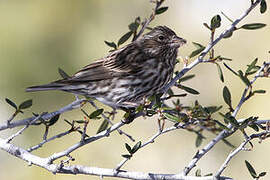 Cassin's Finch