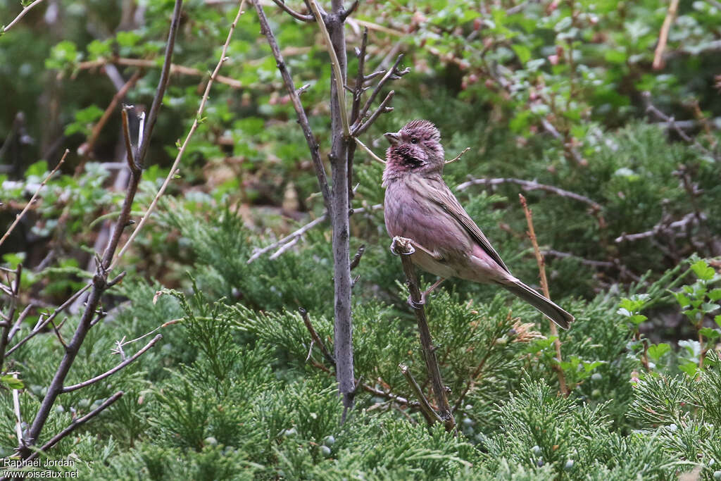 Chinese Beautiful Rosefinch male adult breeding, identification, song