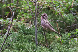 Chinese Beautiful Rosefinch