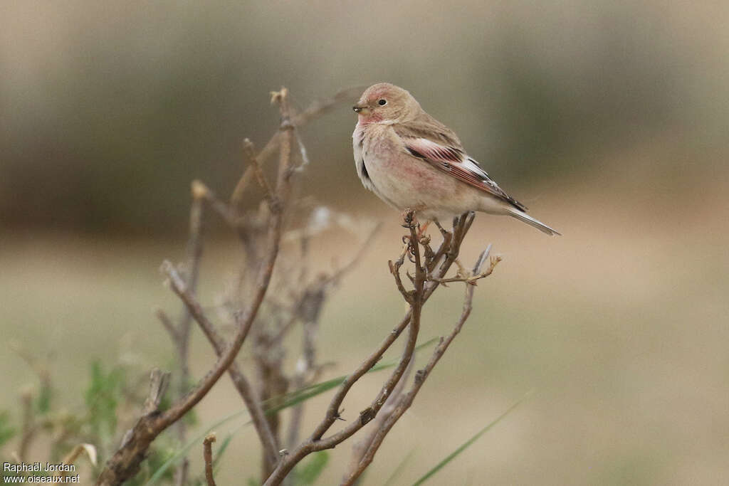 Mongolian Finch male adult breeding, pigmentation, Behaviour