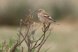 Mongolian Finch