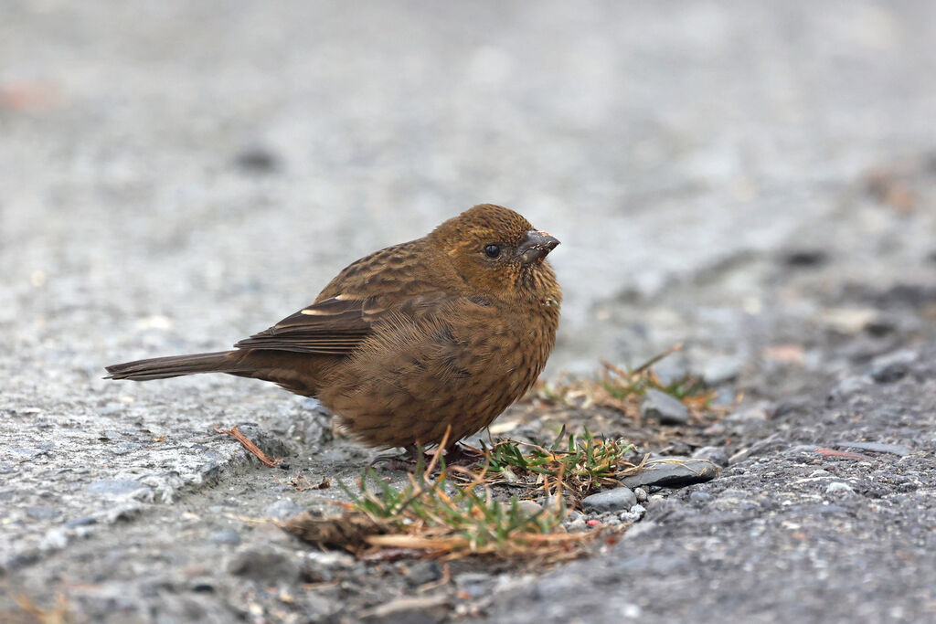 Taiwan Rosefinch