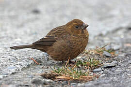 Taiwan Rosefinch