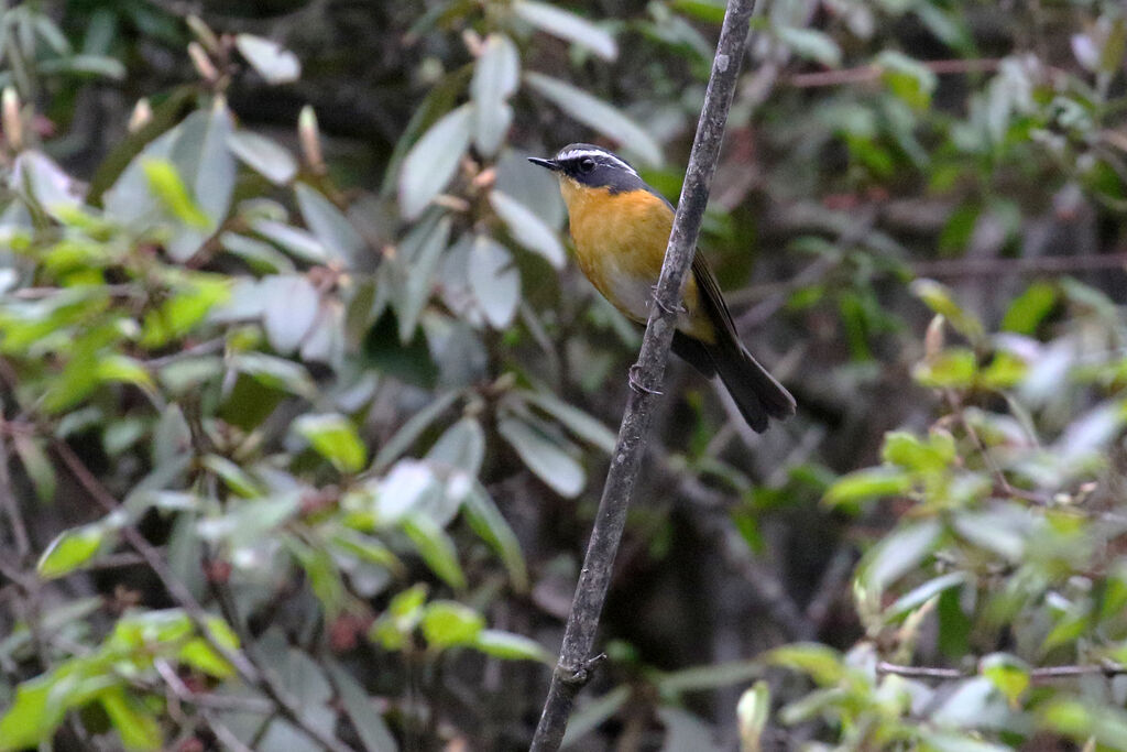 White-browed Bush Robin male adult breeding