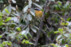 White-browed Bush Robin