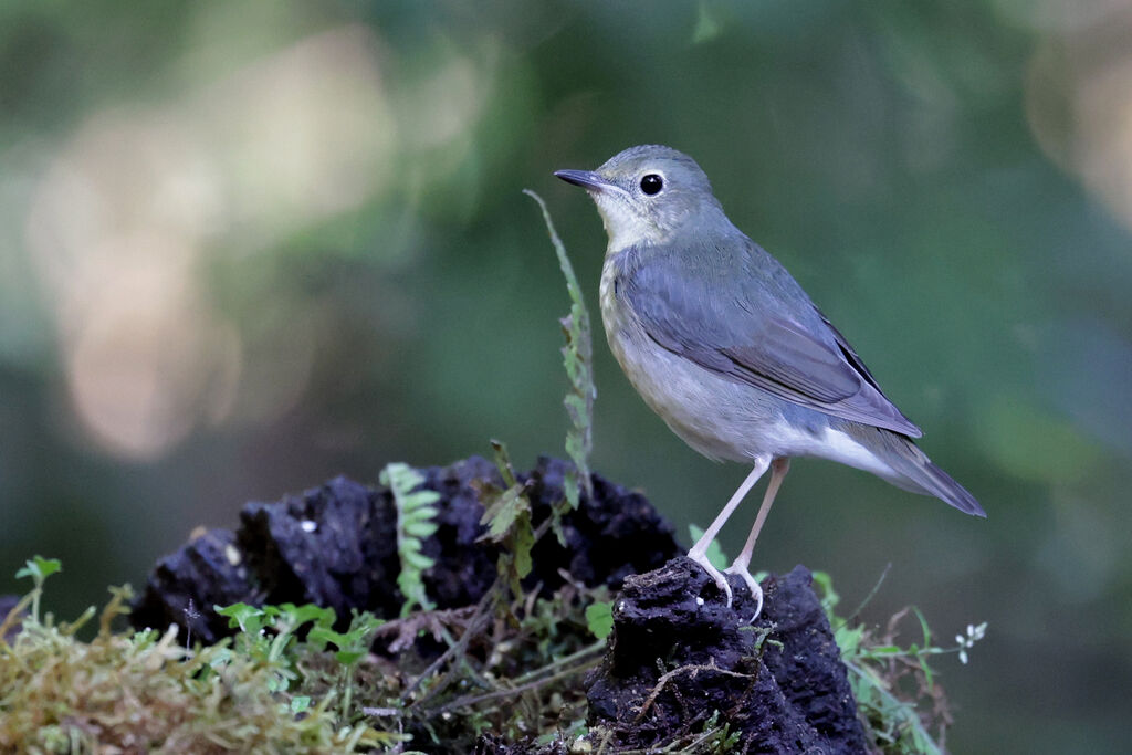 Siberian Blue Robin