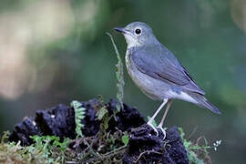 Siberian Blue Robin