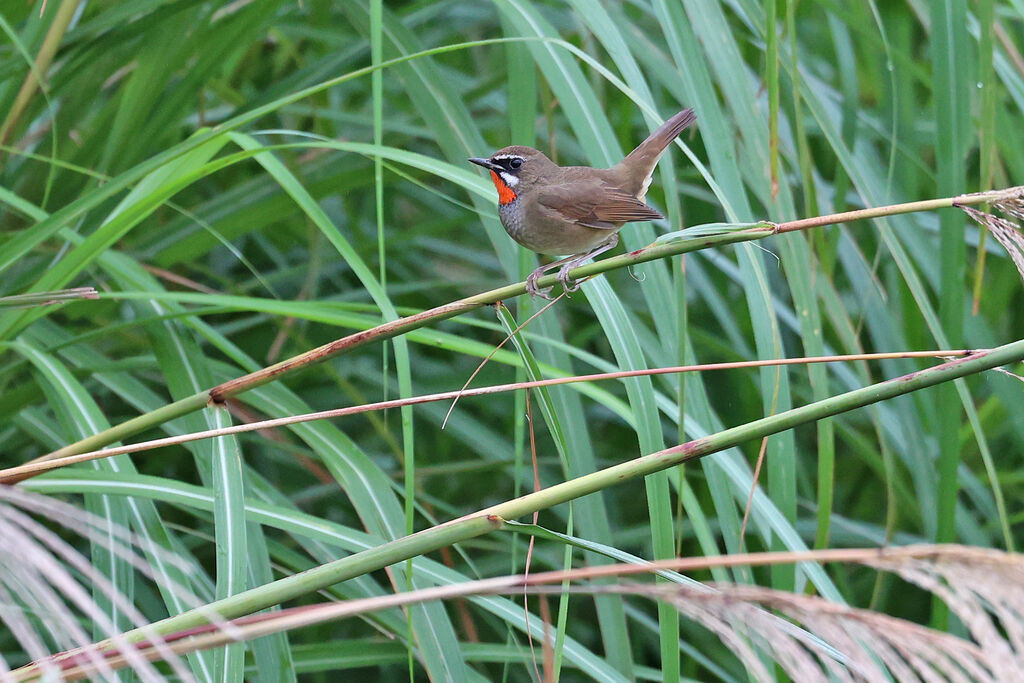 Siberian Rubythroat