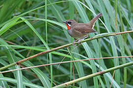 Siberian Rubythroat