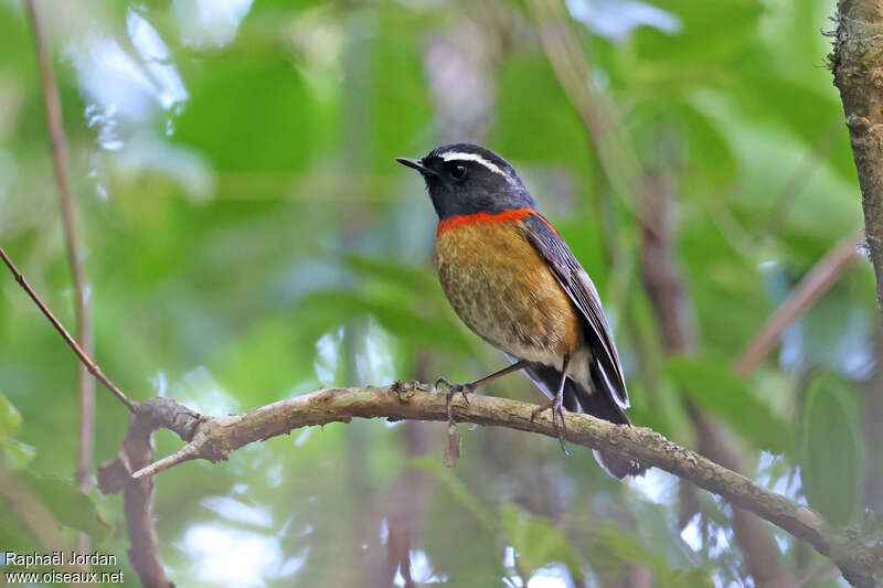 Collared Bush Robin male adult breeding, identification