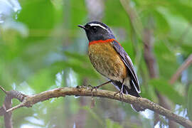 Collared Bush Robin