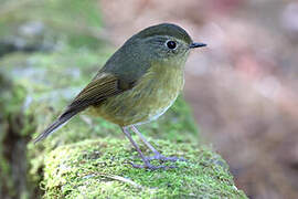 Collared Bush Robin