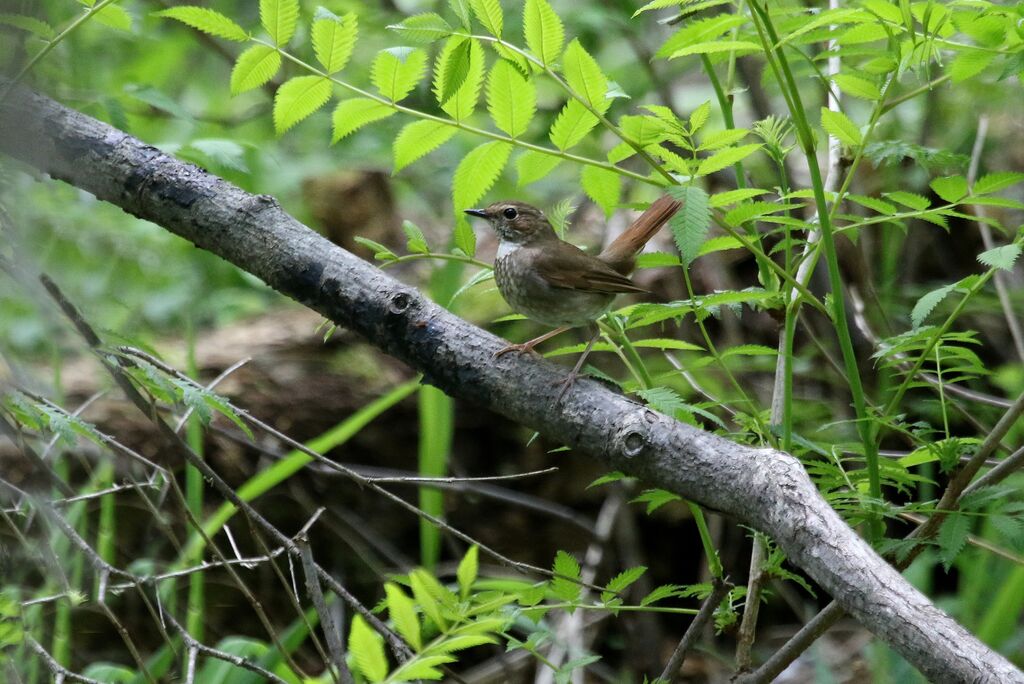 Rufous-tailed Robinadult