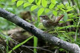 Rufous-tailed Robin