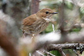 Rufous-tailed Robin