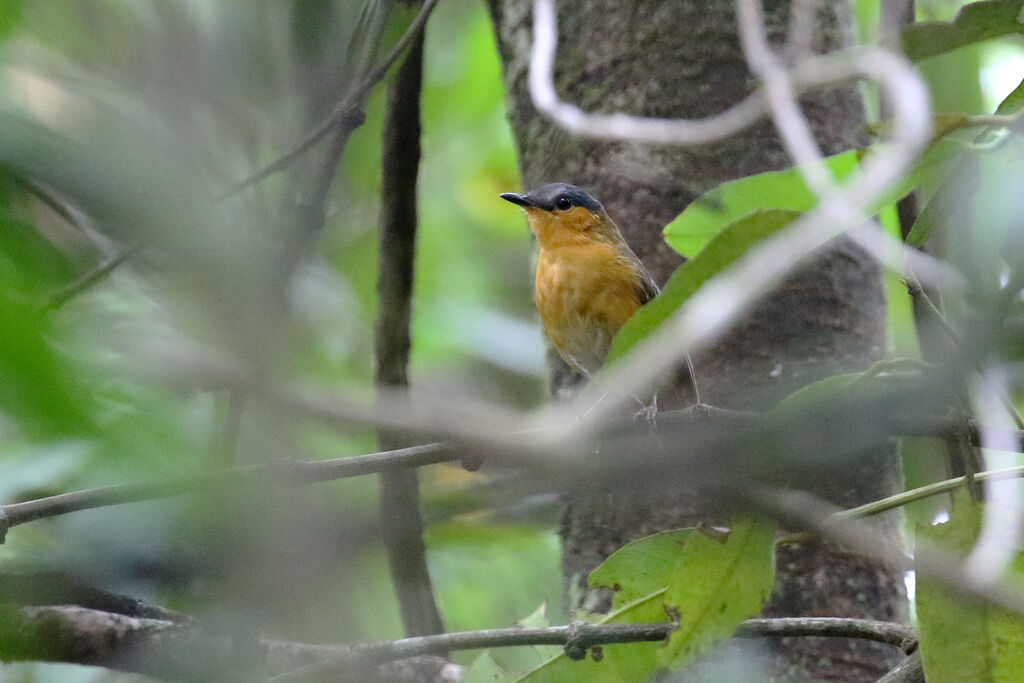 Bocage's Akalatadult