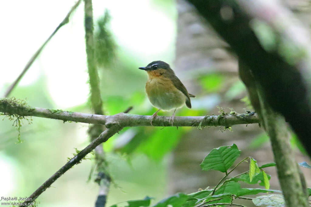 Sharpe's Akalatadult, close-up portrait, pigmentation