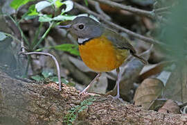 Swynnerton's Robin