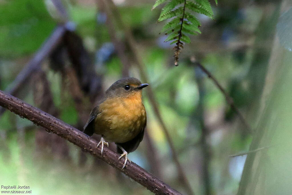 Rubeho Akalatadult, close-up portrait