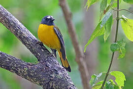 White-starred Robin